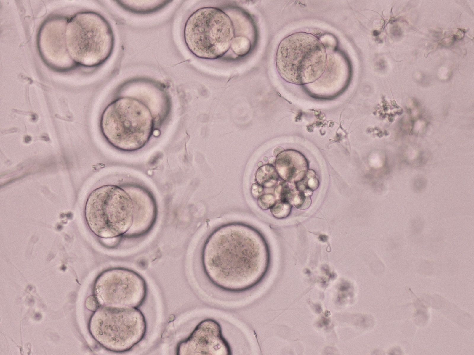 Embriones de ratón